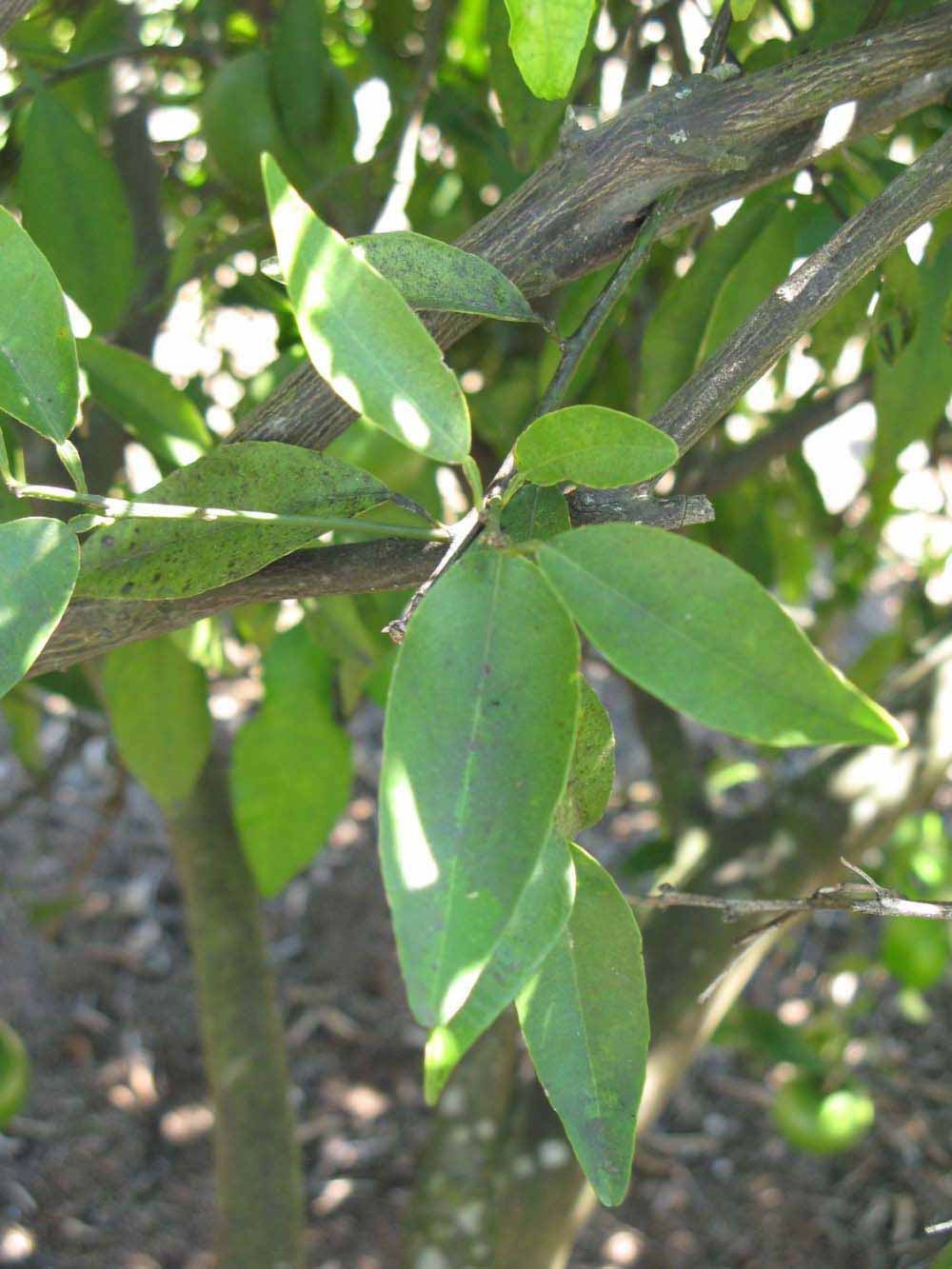              Shade leaves (Winter Haven, FL)       